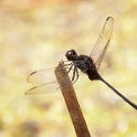 050415 605WS Erythemis plebeja