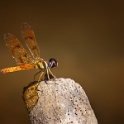 110415 737-1WS Perithemis lais